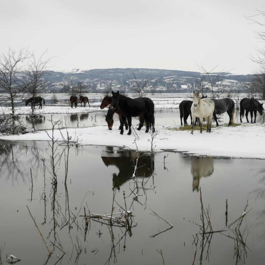 Serbian authorities help evacuate cows and horses stuck on a river island in cold weather | AP News