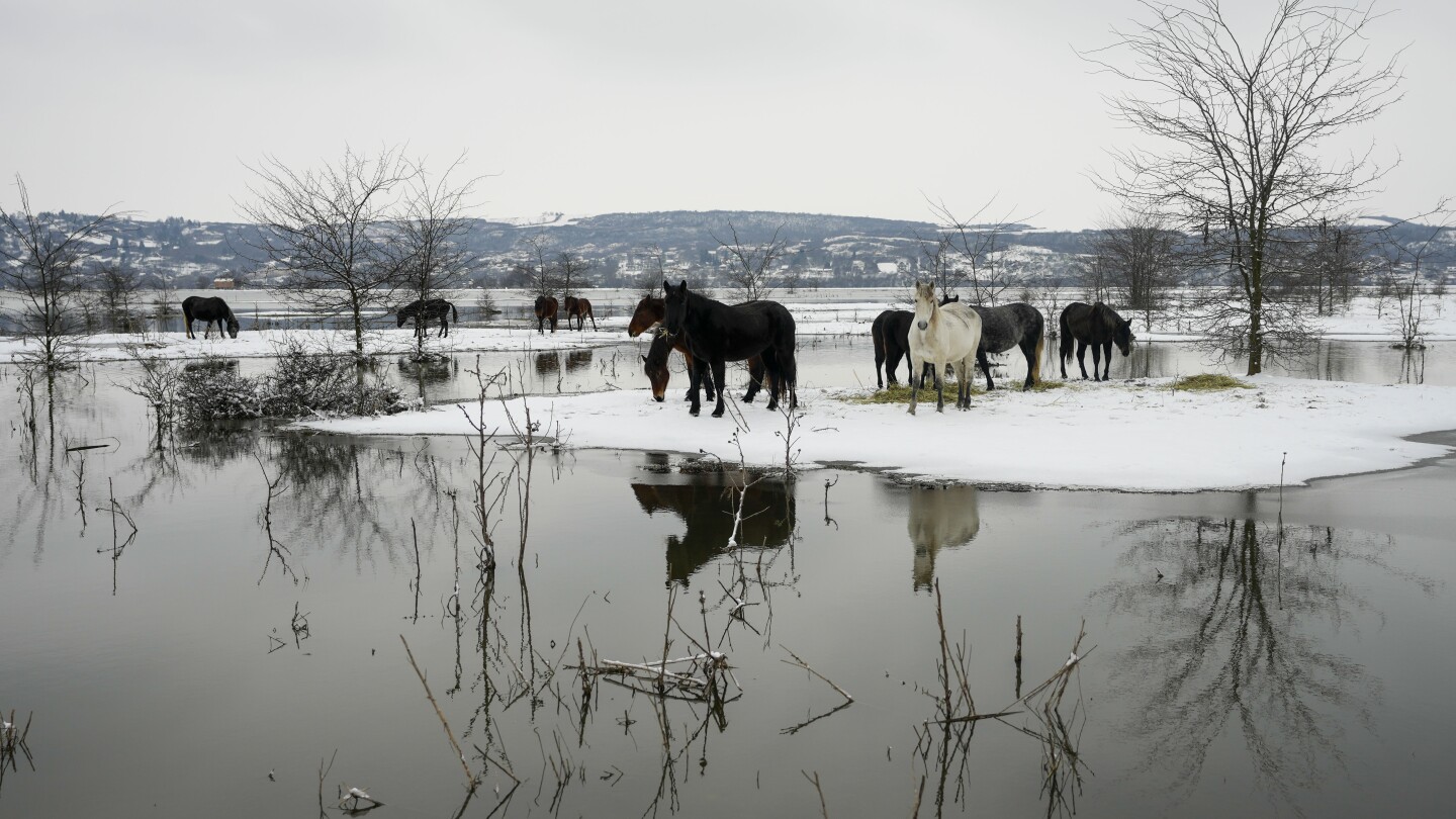 Serbian authorities help evacuate cows and horses stuck on a river island in cold weather | AP News