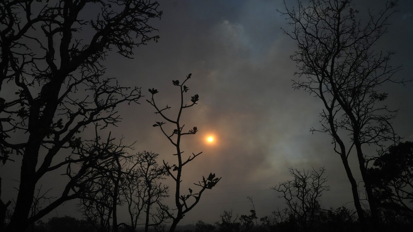 Deforestation in Brazil’s savanna region surges to highest level since 2019 | AP News