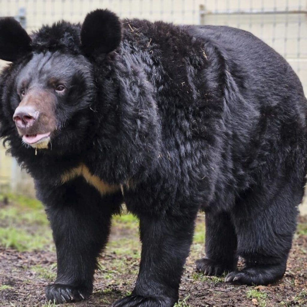 A refugee bear from a bombed-out Ukraine zoo finds a new home in Scotland | AP News