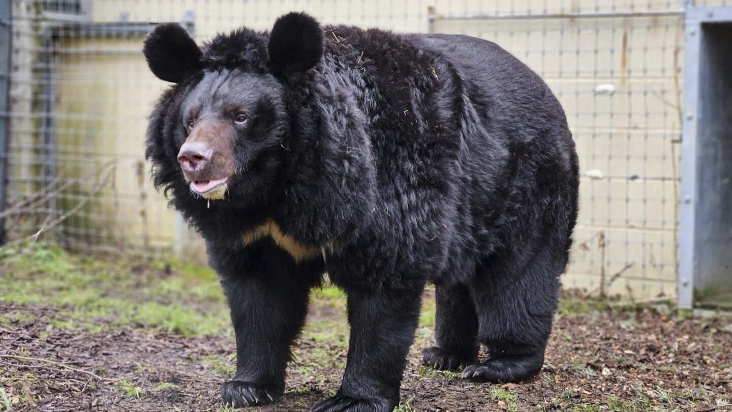 A refugee bear from a bombed-out Ukraine zoo finds a new home in Scotland | AP News