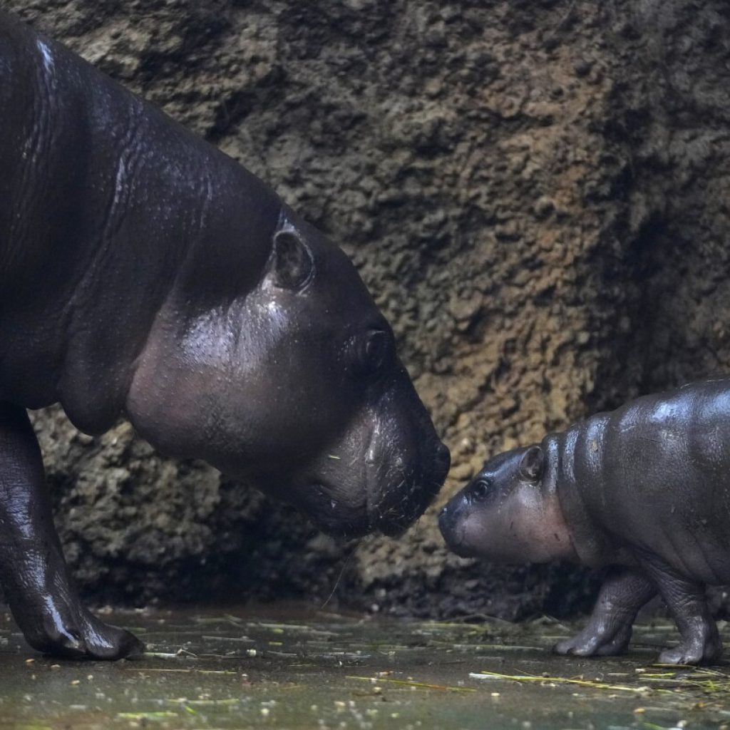 A rare male pygmy hippo born in a Czech zoo debuts his first photoshoot | AP News