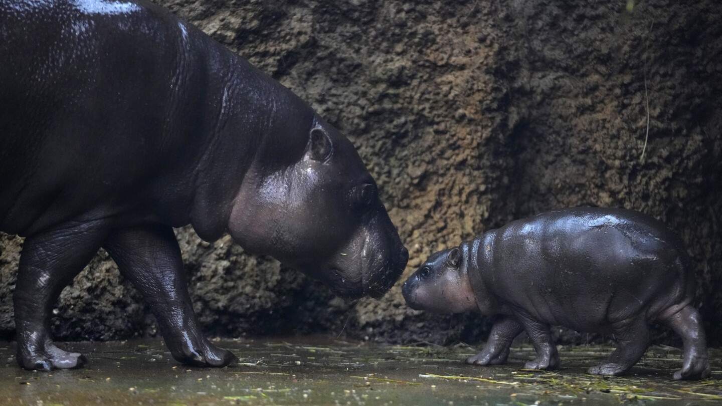 A rare male pygmy hippo born in a Czech zoo debuts his first photoshoot | AP News