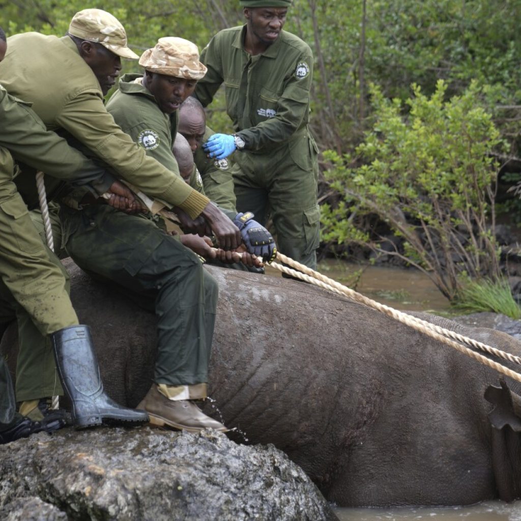 Kenya embarks on its biggest rhino relocation project. A previous attempt was a disaster | AP News