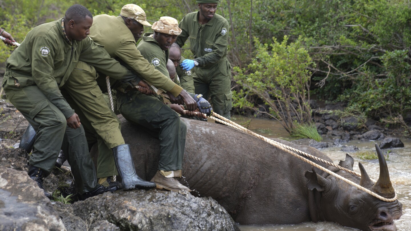 Kenya embarks on its biggest rhino relocation project. A previous attempt was a disaster | AP News