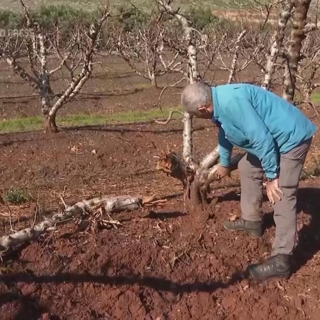 Farmers and fields struggle in northern Israel | AP News