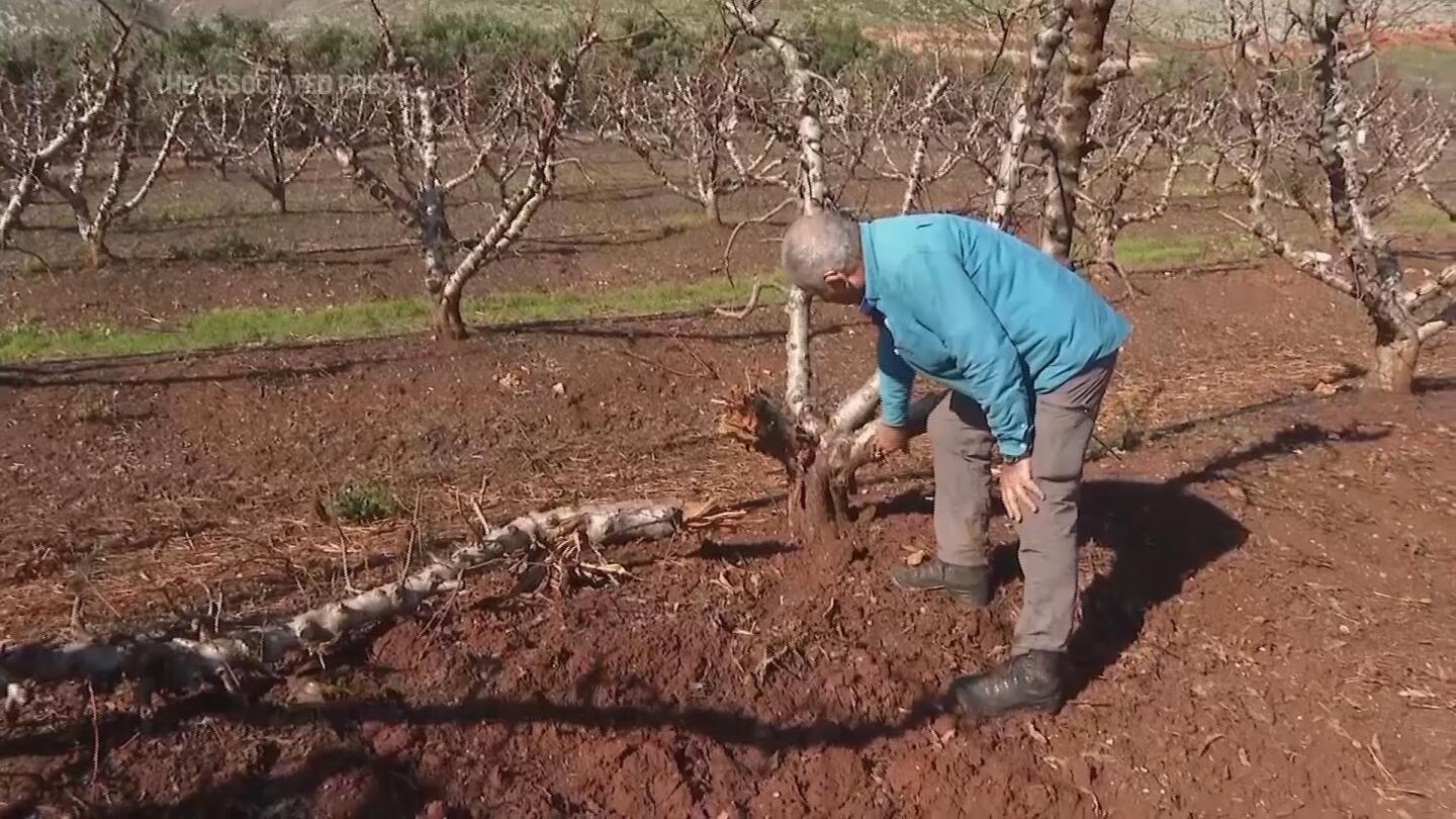 Farmers and fields struggle in northern Israel | AP News