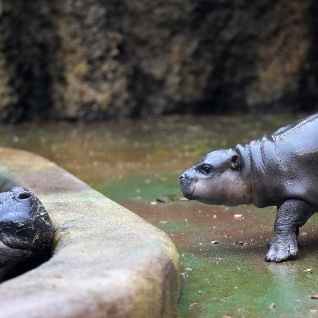 AP Week in Pictures: Europe and Africa | AP News