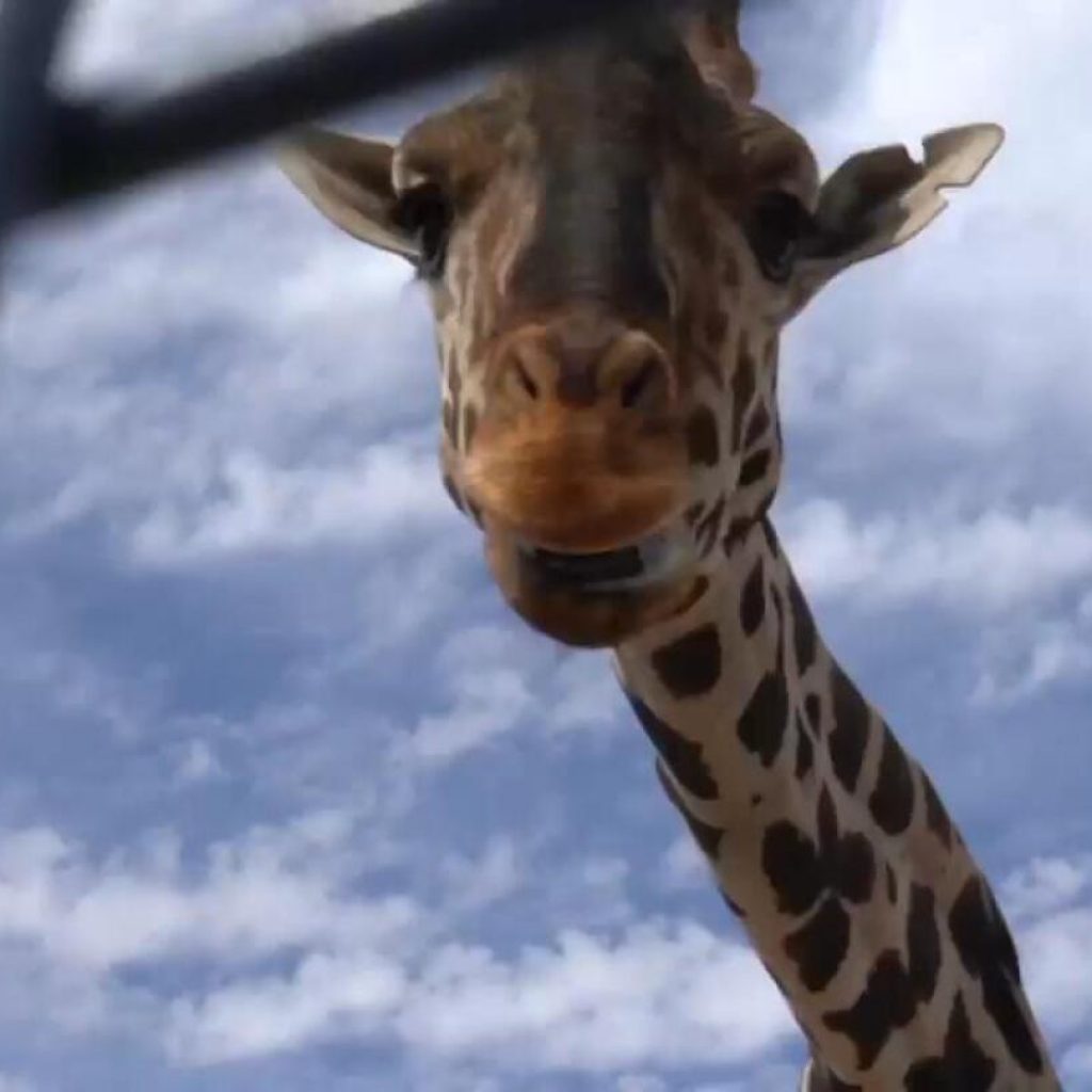 Benito the giraffe starts his long journey to a better home in central Mexico | AP News