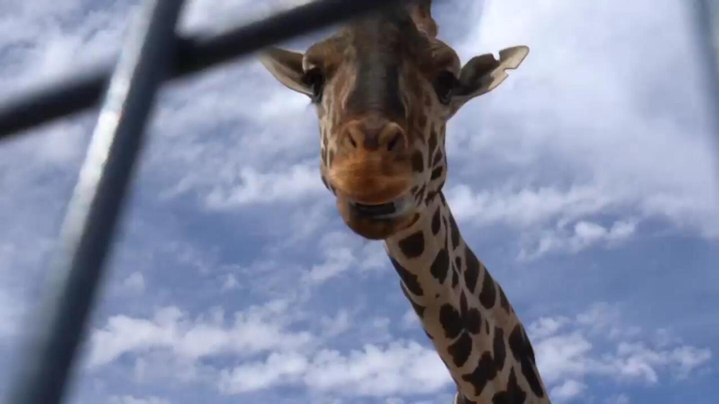 Benito the giraffe starts his long journey to a better home in central Mexico | AP News