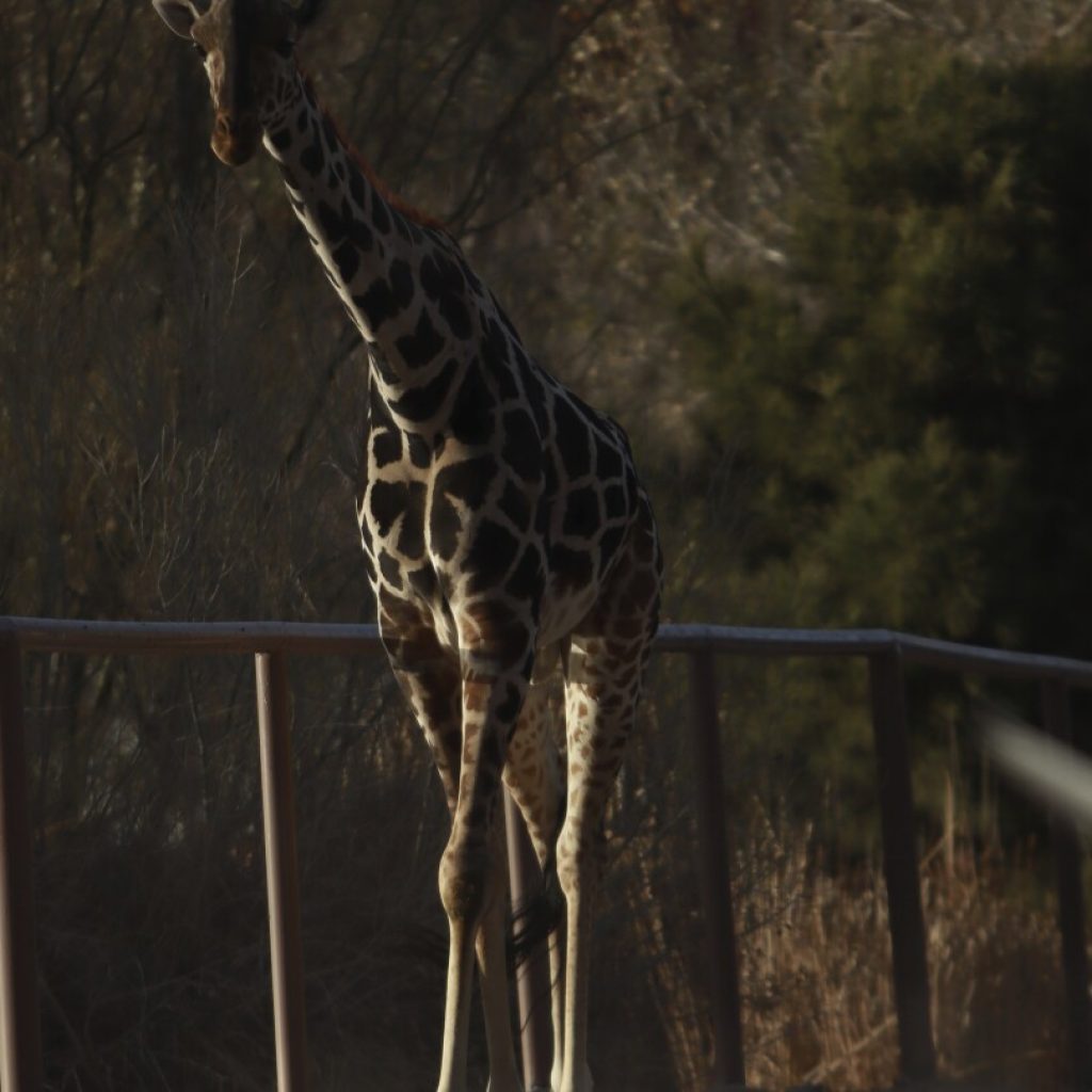 Benito the giraffe finds a more suitable home in central Mexico | AP News