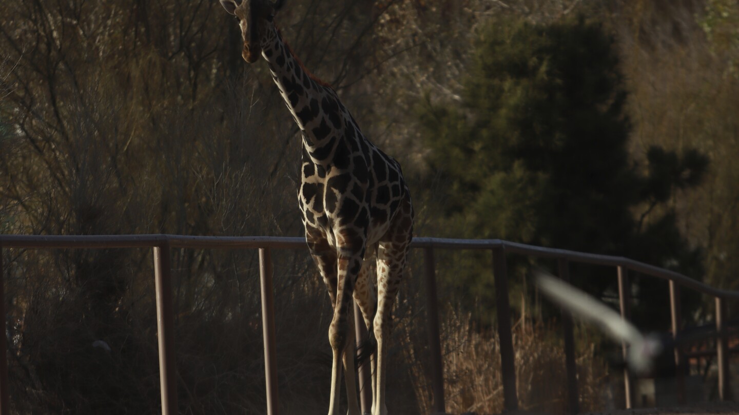 Benito the giraffe finds a more suitable home in central Mexico | AP News