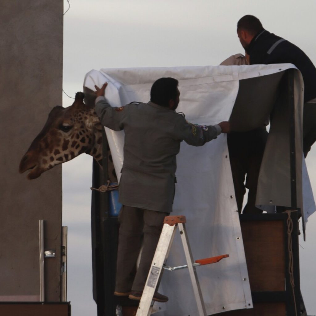 Gangly adolescent giraffe Benito has arrived at his new home. Now comes the hard part — fitting in | AP News