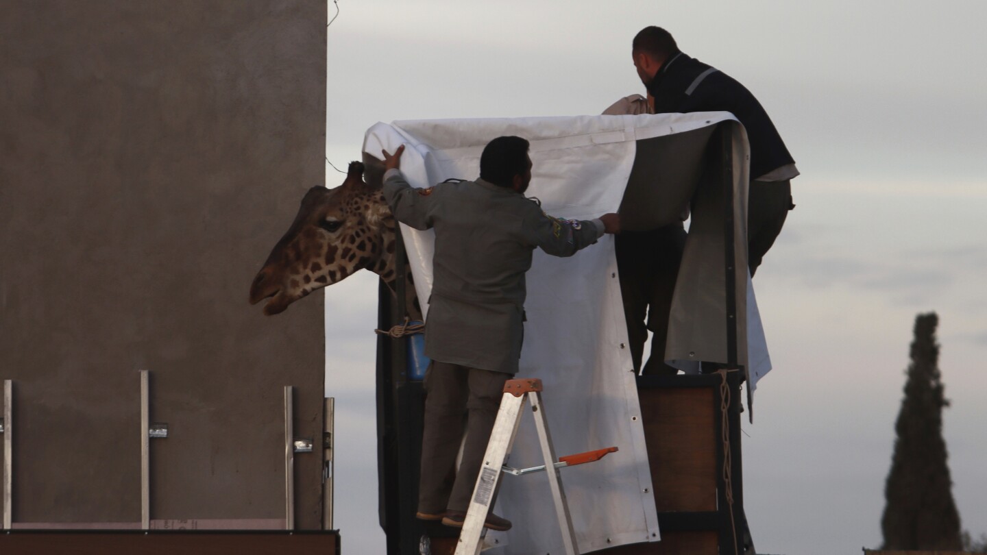 Gangly adolescent giraffe Benito has arrived at his new home. Now comes the hard part — fitting in | AP News