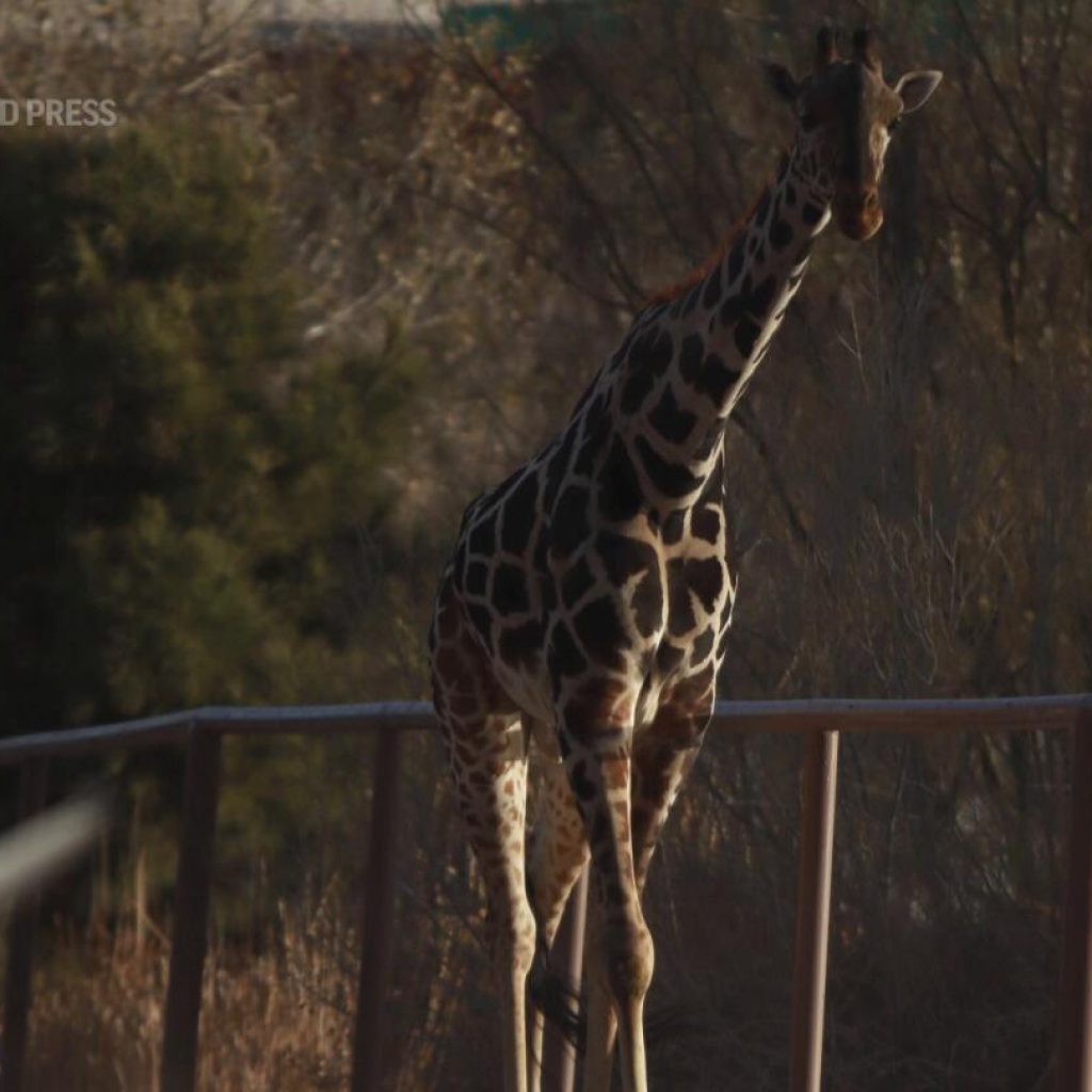 Benito the giraffe finally arrives at new home in central Mexico | AP News