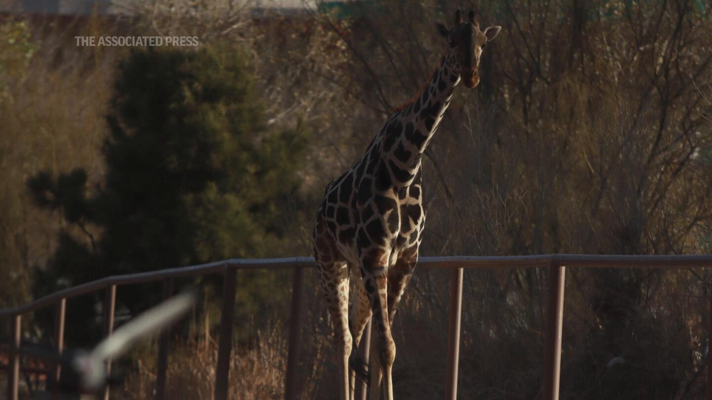 Benito the giraffe finally arrives at new home in central Mexico | AP News