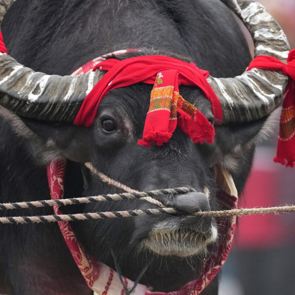 AP PHOTOS: Crowds in India cheer bird and buffalo fights after 9-year ban | AP News