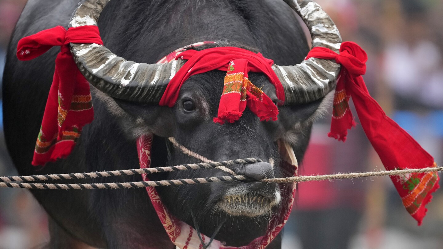 AP PHOTOS: Crowds in India cheer bird and buffalo fights after 9-year ban | AP News