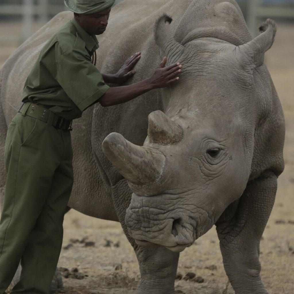 A rhino got pregnant from embryo transfer, in a success that may help nearly extinct subspecies | AP News