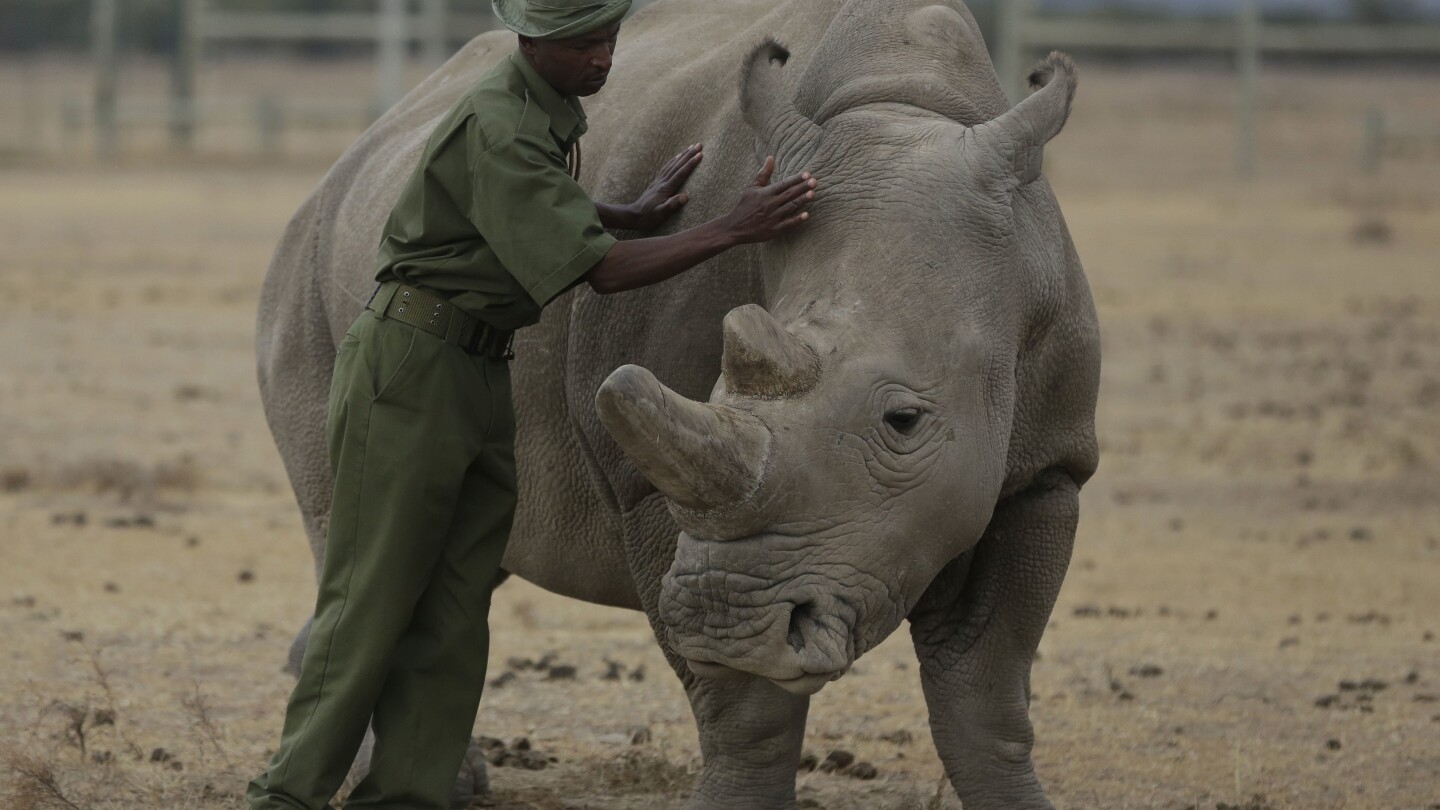 A rhino got pregnant from embryo transfer, in a success that may help nearly extinct subspecies | AP News