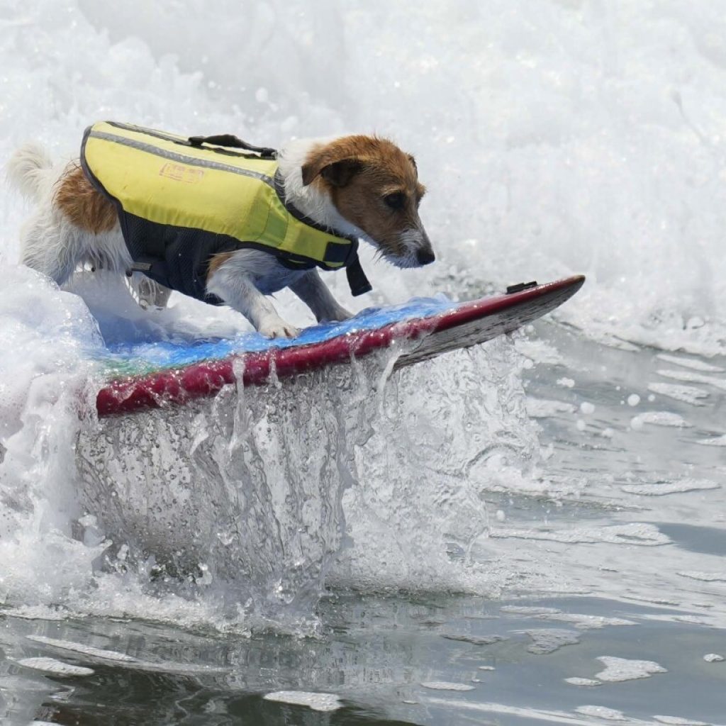 Meet Efruz, the Jack Russell terrier that loves to surf the waves of Peru | AP News