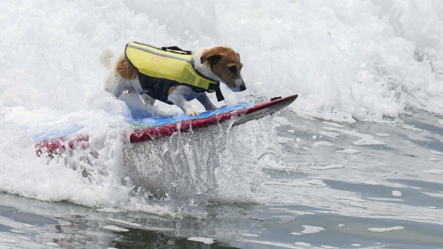 Meet Efruz, the Jack Russell terrier that loves to surf the waves of Peru | AP News