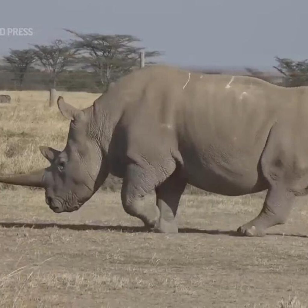 Kenya’s IVF White Rhino could save near extinct species | AP News