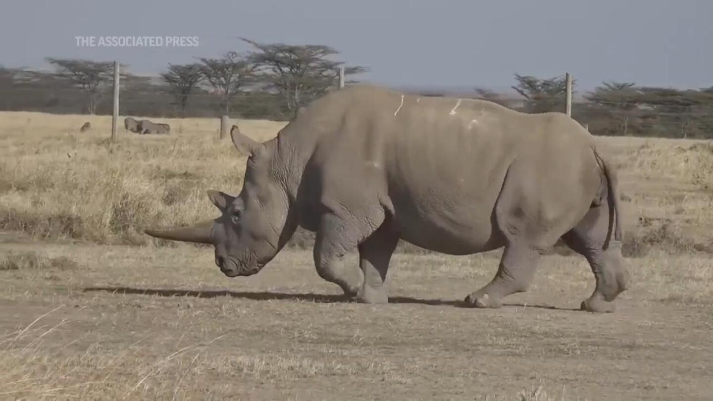 Kenya’s IVF White Rhino could save near extinct species | AP News