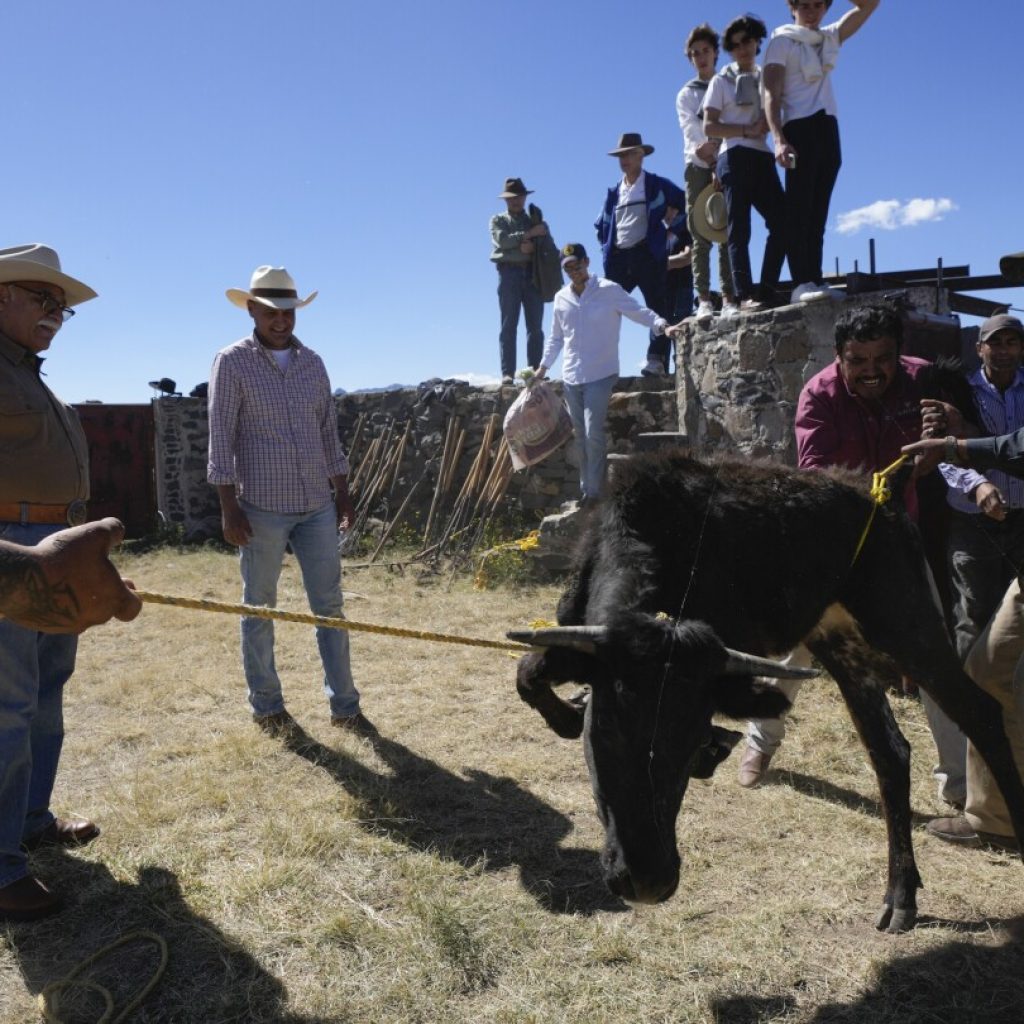 Bullfight advocates working with young people to attract new followers in Mexico | AP News