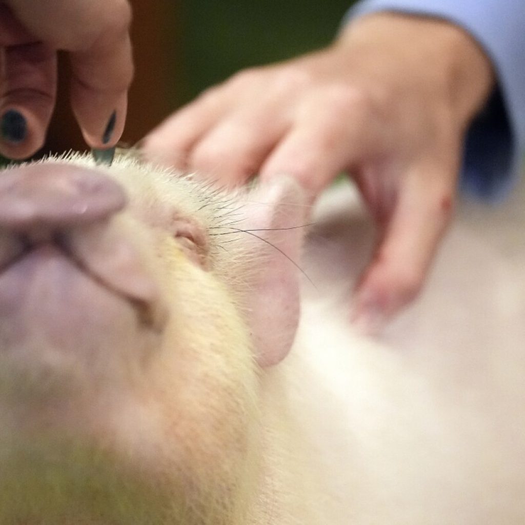 At trendy Japanese cafés, customers enjoy cuddling with pigs | AP News