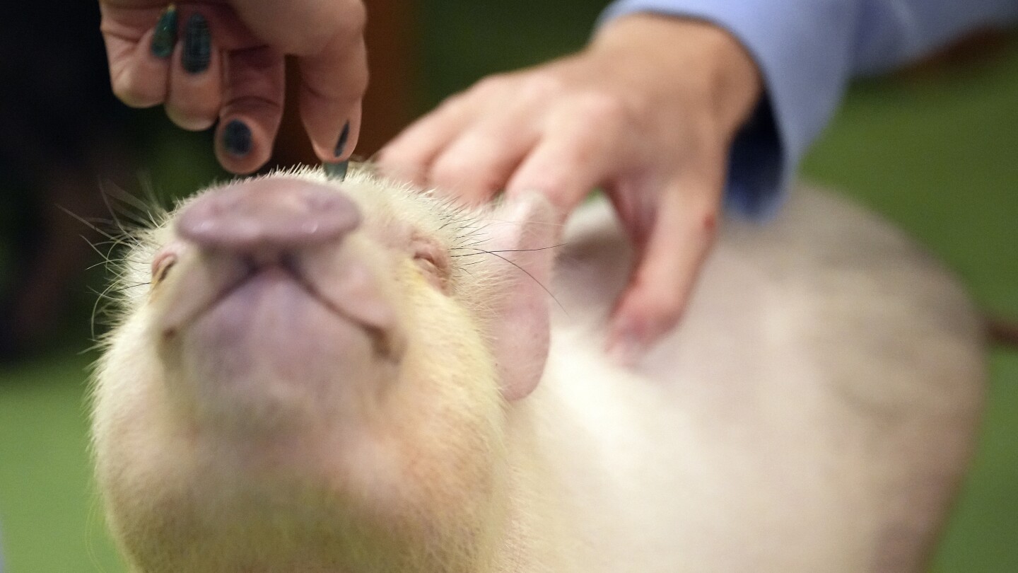 At trendy Japanese cafés, customers enjoy cuddling with pigs | AP News