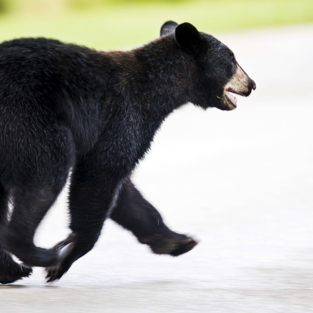 Floridians could kill black bears when threatened at home under a bill ready for House vote | AP News