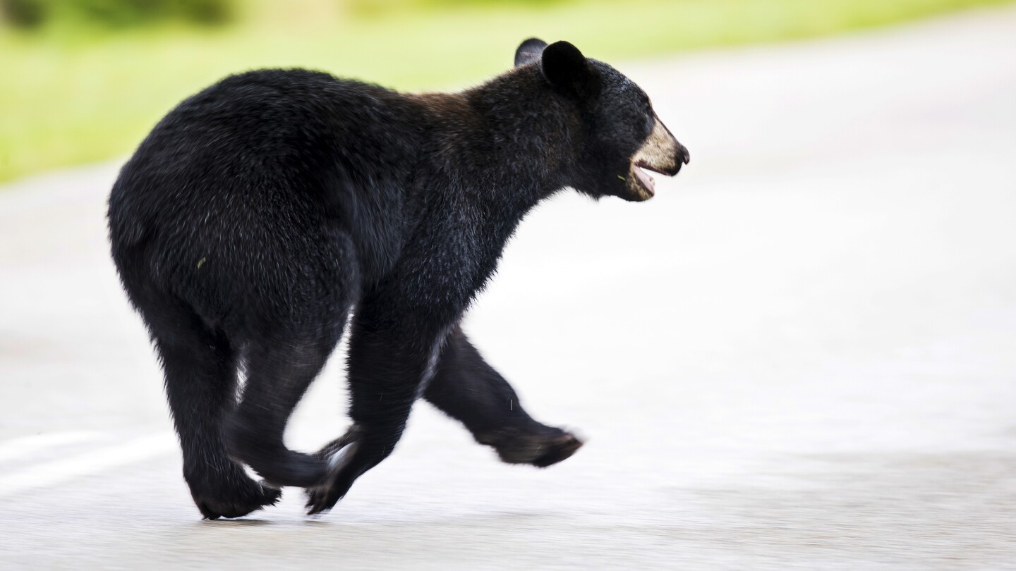 Floridians could kill black bears when threatened at home under a bill ready for House vote | AP News