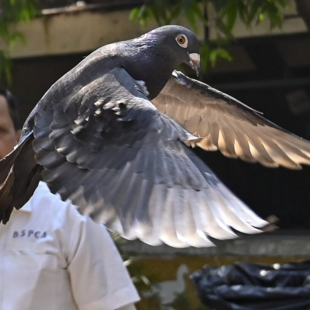 Why Indian police suspected this pigeon worked for Chinese spies | AP News