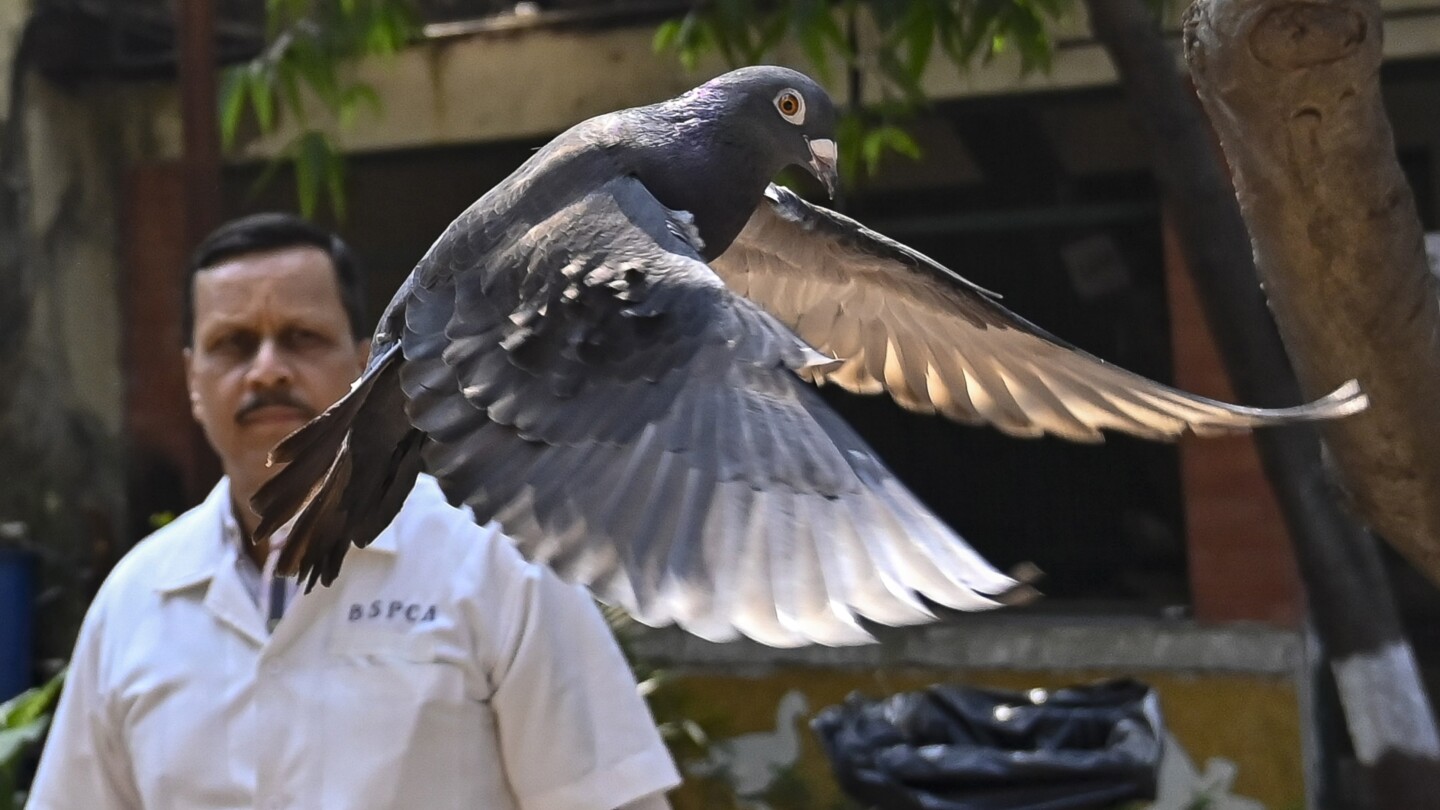 Why Indian police suspected this pigeon worked for Chinese spies | AP News