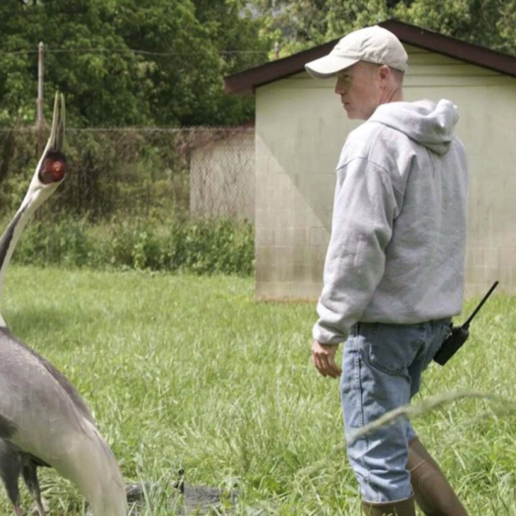 Bird that fell for her keeper at the National Zoo passes away | AP News