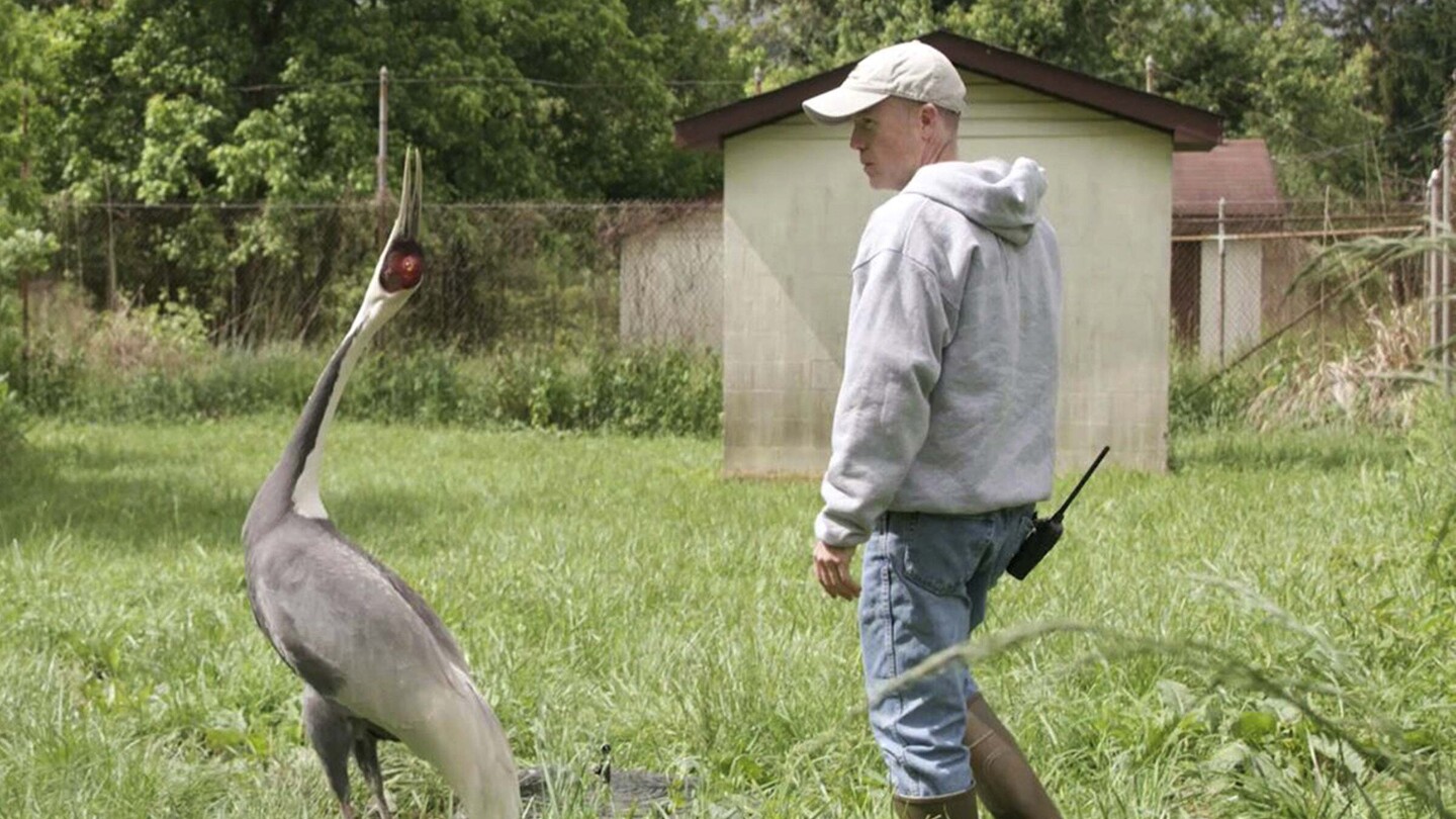 Bird that fell for her keeper at the National Zoo passes away | AP News