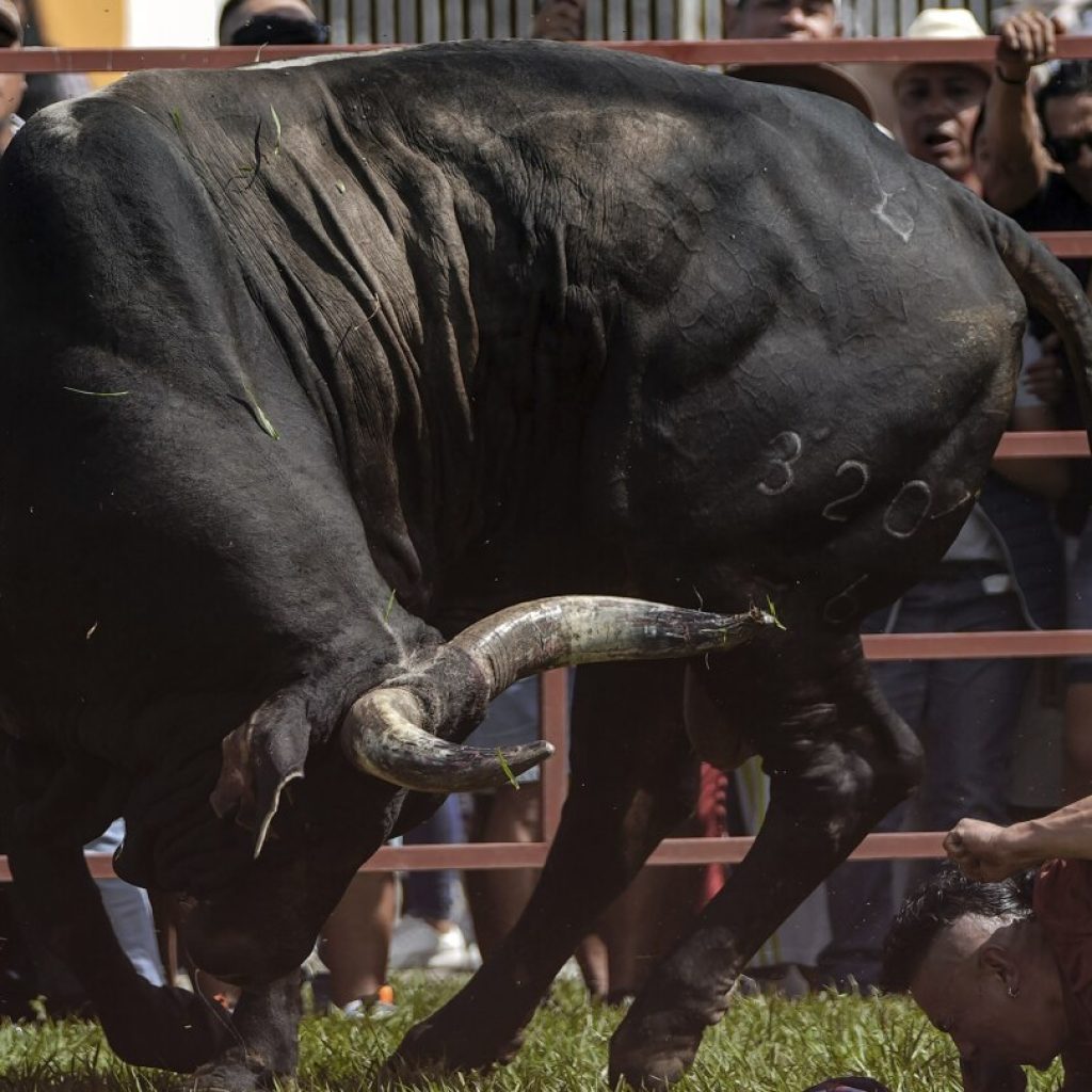 Mexican town continues bull running tradition despite legal struggle over bullfights in capital | AP News