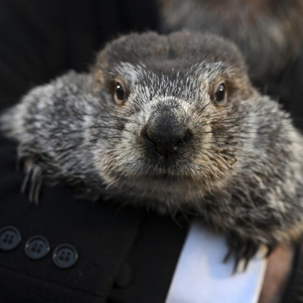 Groundhog Day 2024 live feed: Watch + follow updates | AP News