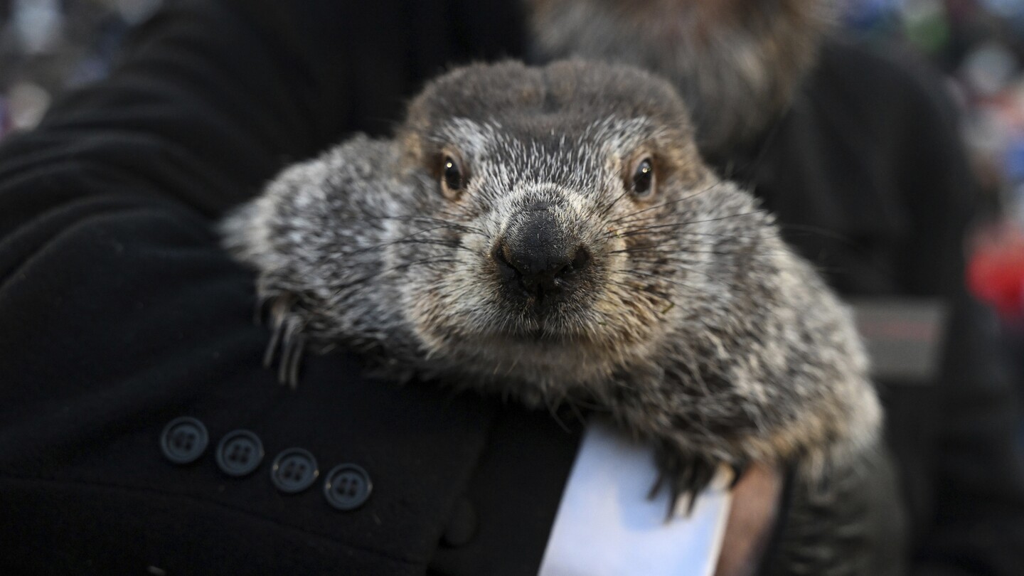 Groundhog Day 2024 live feed: Watch + follow updates | AP News