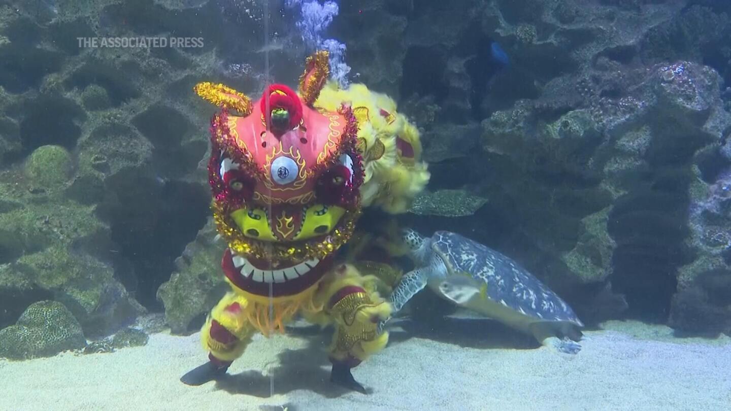 Underwater lion dance wows visitors at aquarium in Kuala Lumpur | AP News