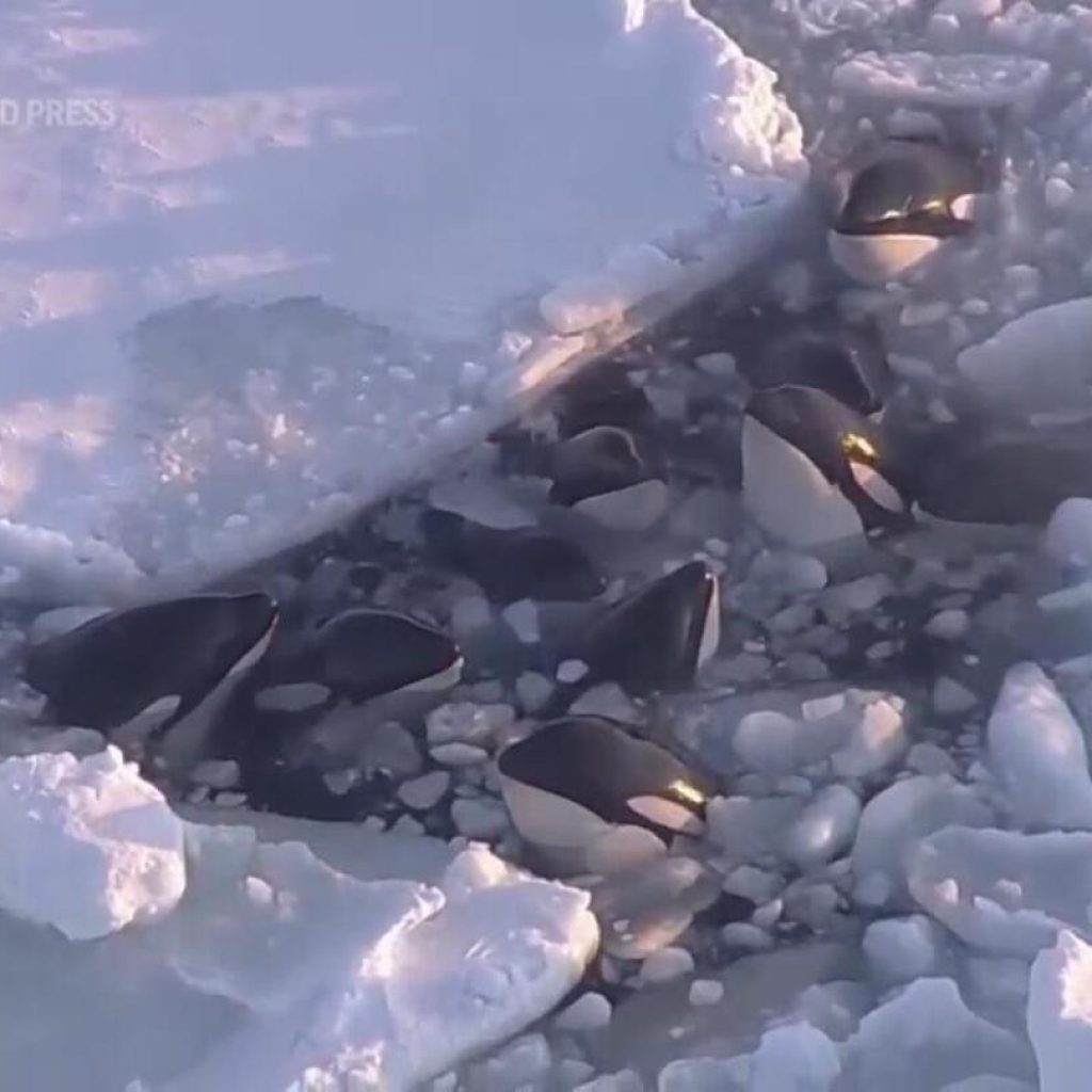 A pod of killer whales trapped in drift ice off northern Japan has apparently safely escaped | AP News