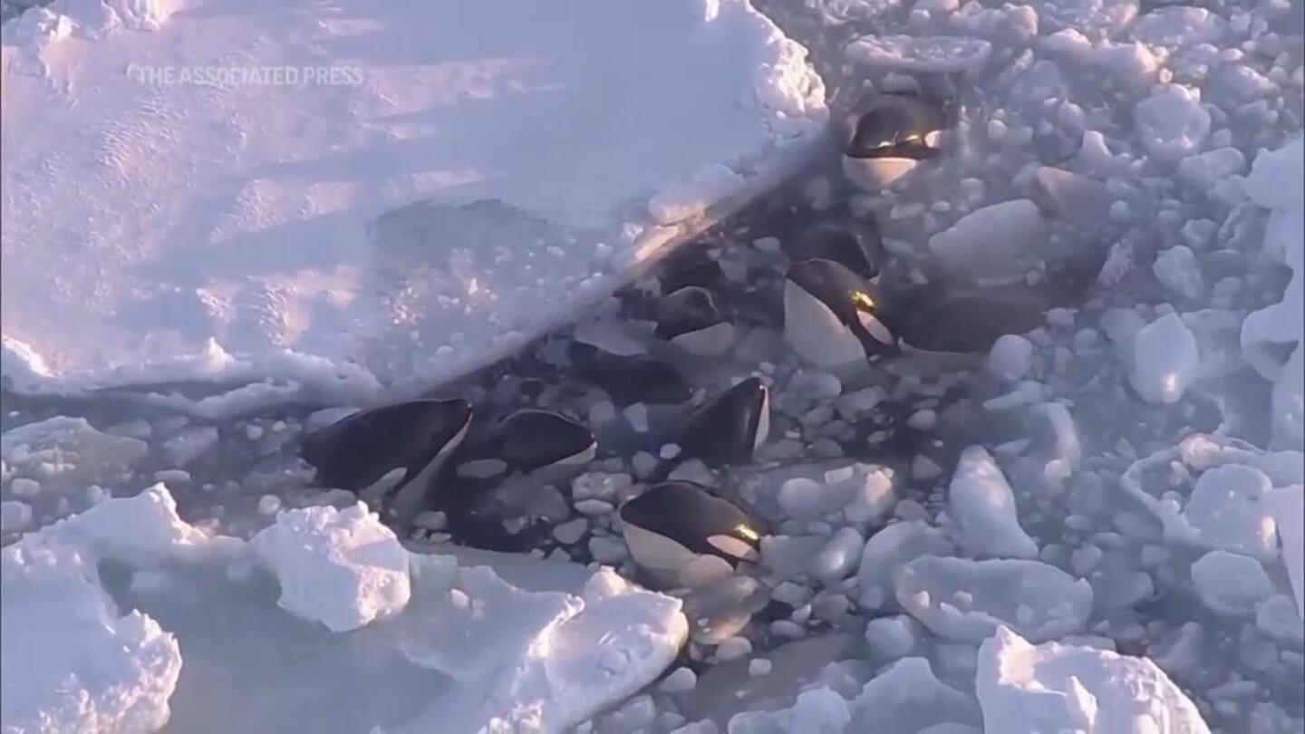 A pod of killer whales trapped in drift ice off northern Japan has apparently safely escaped | AP News