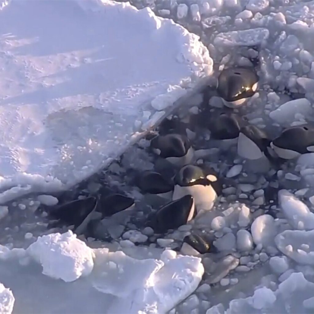 A pod of killer whales trapped in drift ice off northern Japan has apparently safely escaped