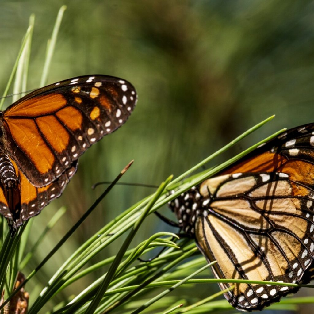 The number of monarch butterflies at their Mexico wintering sites has plummeted this year