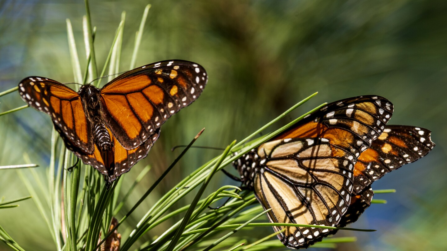 The number of monarch butterflies at their Mexico wintering sites has plummeted this year