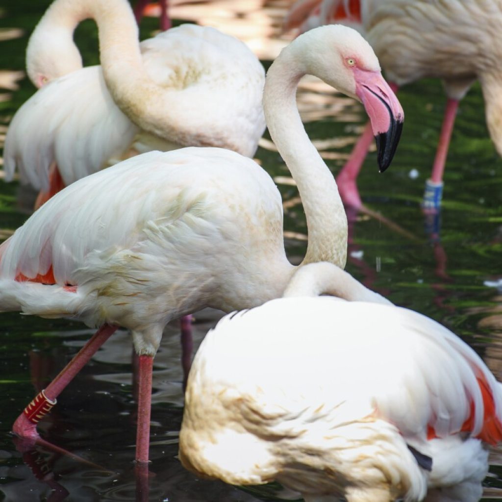 Berlin’s zoo is mourning Ingo the Flamingo, who died at what’s believed to be the age of 75