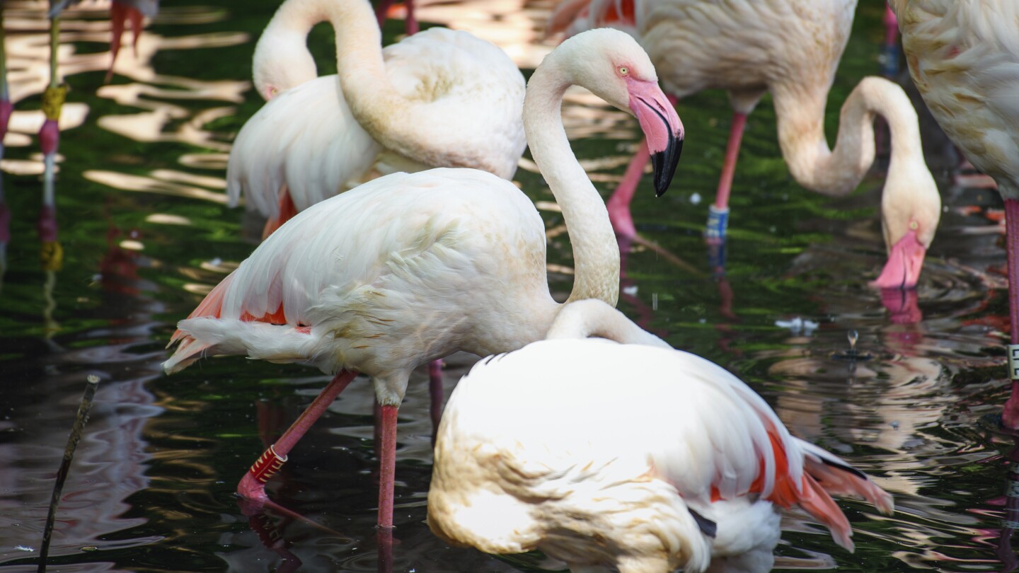 Berlin’s zoo is mourning Ingo the Flamingo, who died at what’s believed to be the age of 75