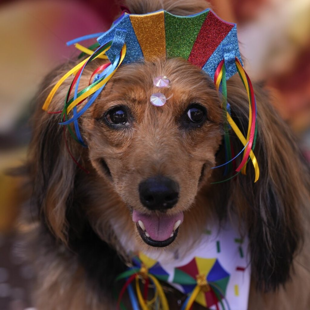 Dogs in glittery costumes parade in Rio de Janeiro as pet lovers kick off Carnival