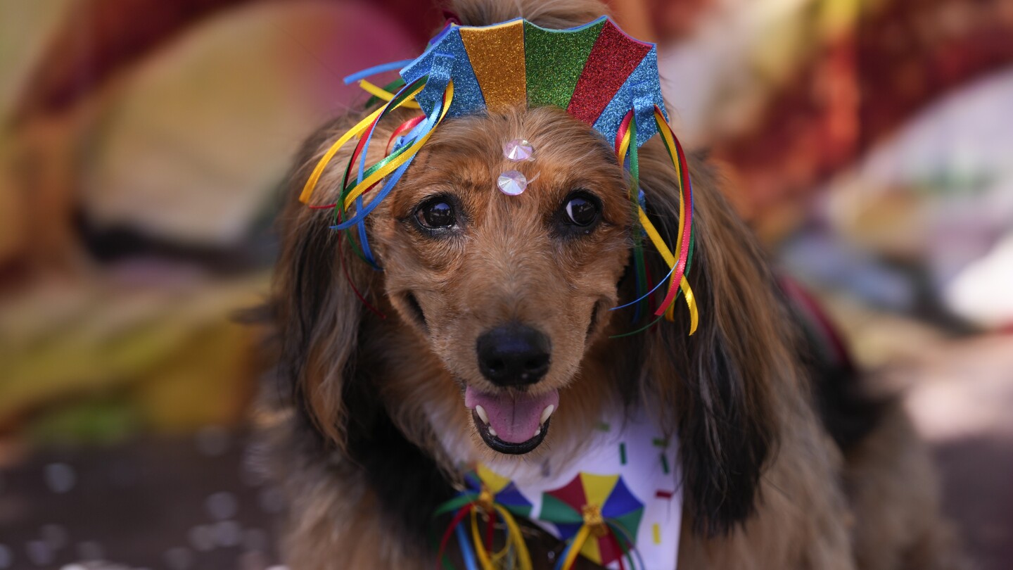 Dogs in glittery costumes parade in Rio de Janeiro as pet lovers kick off Carnival